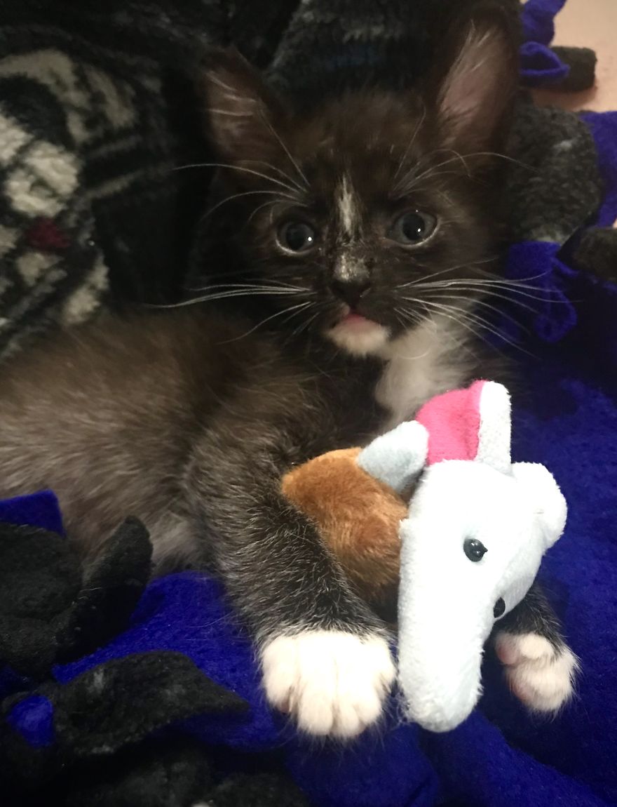 My 18 Pics Of Two Kittens That I Adopted During The Pandemic My 18 Pics Of Two Kittens That I Adopted During The Pandemic