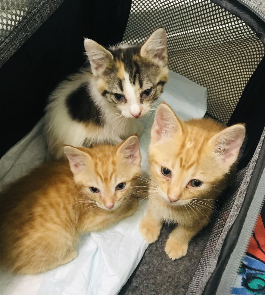 My 18 Pics Of Two Kittens That I Adopted During The Pandemic My 18 Pics Of Two Kittens That I Adopted During The Pandemic