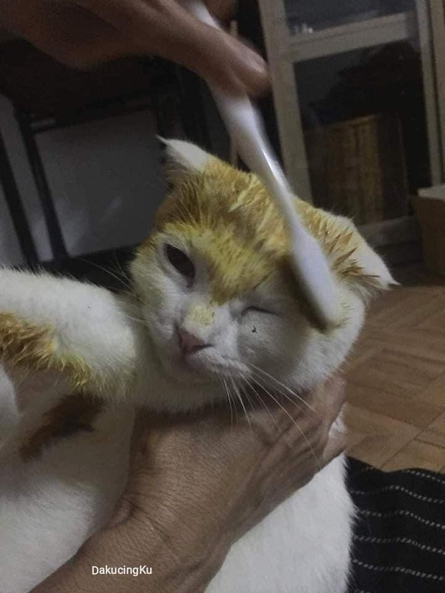 Thai Woman Uses Turmeric For Her Cat’s Fungal Infection, And The Cat Accidentally Turns Yellow (12 Pics) Thai Woman Uses Turmeric For Her Cat’s Fungal Infection, And The Cat Accidentally Turns Yellow (12 Pics)