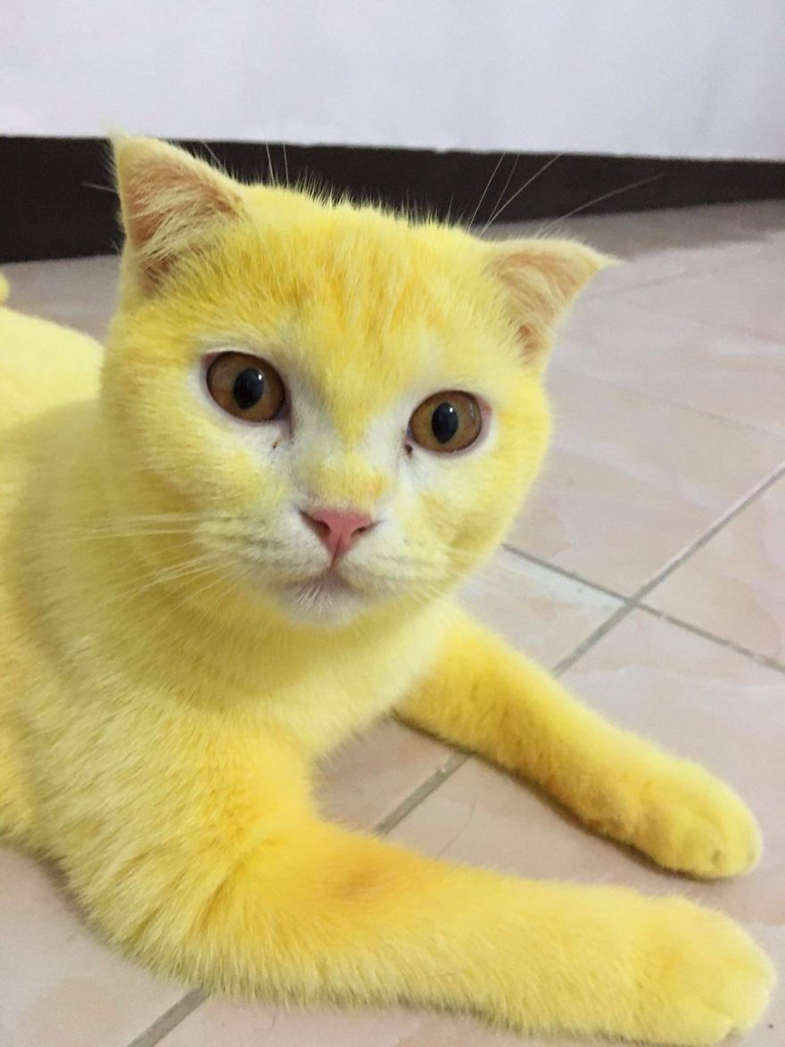 Thai Woman Uses Turmeric For Her Cat’s Fungal Infection, And The Cat Accidentally Turns Yellow (12 Pics) Thai Woman Uses Turmeric For Her Cat’s Fungal Infection, And The Cat Accidentally Turns Yellow (12 Pics)