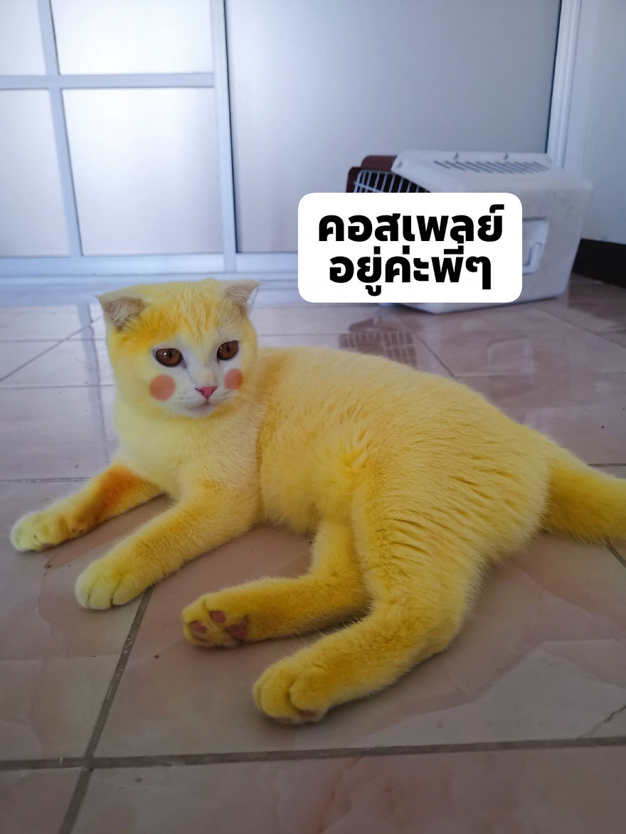 Thai Woman Uses Turmeric For Her Cat’s Fungal Infection, And The Cat Accidentally Turns Yellow (12 Pics) Thai Woman Uses Turmeric For Her Cat’s Fungal Infection, And The Cat Accidentally Turns Yellow (12 Pics)