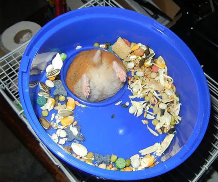 39 Poor Animals Who Ran Out Of Luck And Got Stuck While Eating