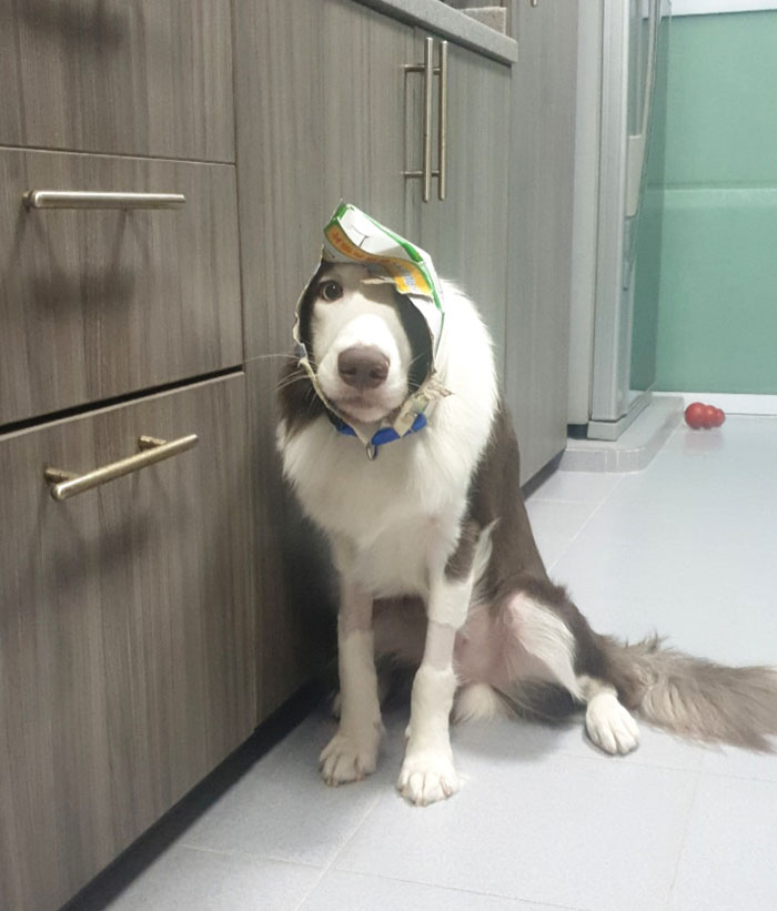 39 Poor Animals Who Ran Out Of Luck And Got Stuck While Eating