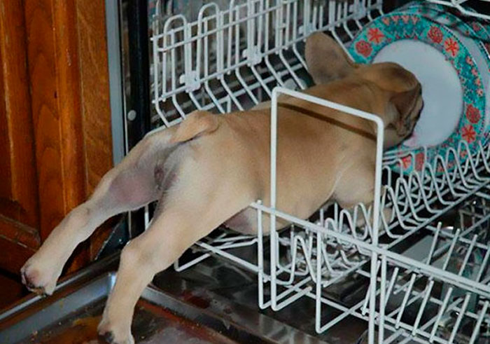 39 Poor Animals Who Ran Out Of Luck And Got Stuck While Eating