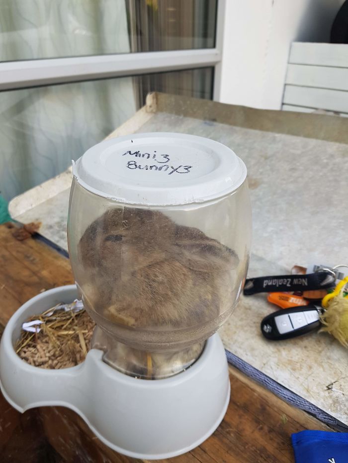 39 Poor Animals Who Ran Out Of Luck And Got Stuck While Eating