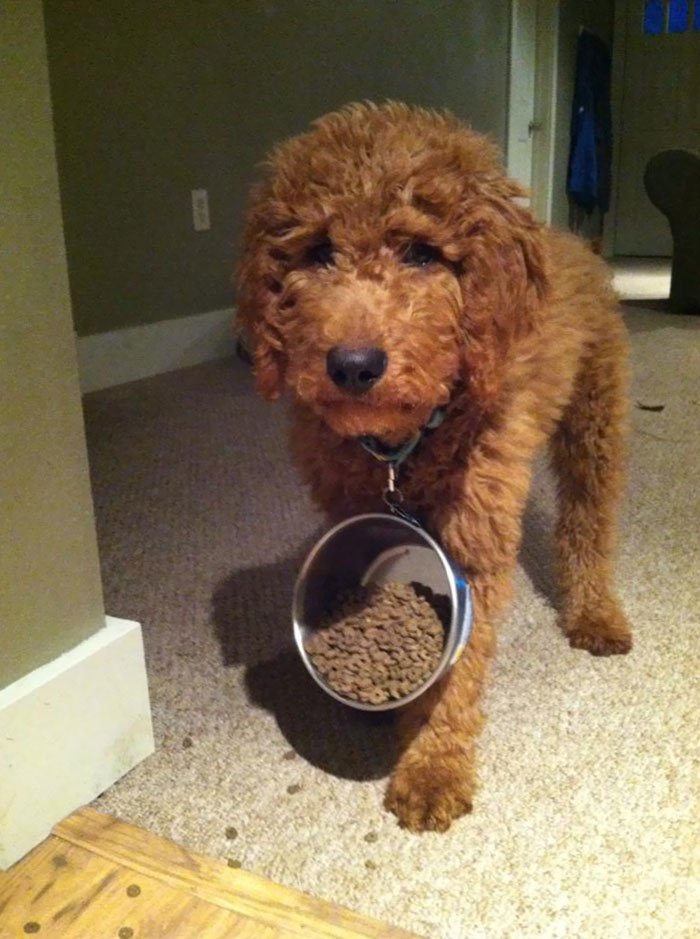 39 Poor Animals Who Ran Out Of Luck And Got Stuck While Eating