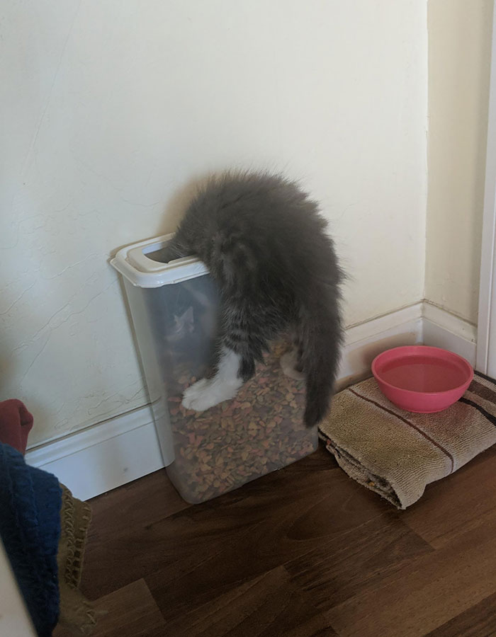 39 Poor Animals Who Ran Out Of Luck And Got Stuck While Eating