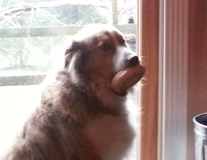 39 Poor Animals Who Ran Out Of Luck And Got Stuck While Eating