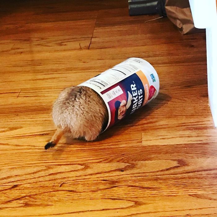 39 Poor Animals Who Ran Out Of Luck And Got Stuck While Eating