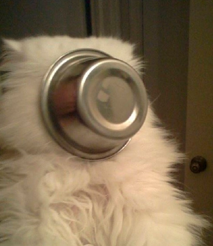 39 Poor Animals Who Ran Out Of Luck And Got Stuck While Eating