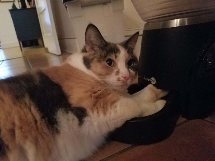 39 Poor Animals Who Ran Out Of Luck And Got Stuck While Eating