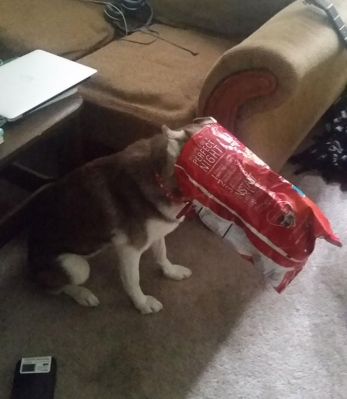 39 Poor Animals Who Ran Out Of Luck And Got Stuck While Eating