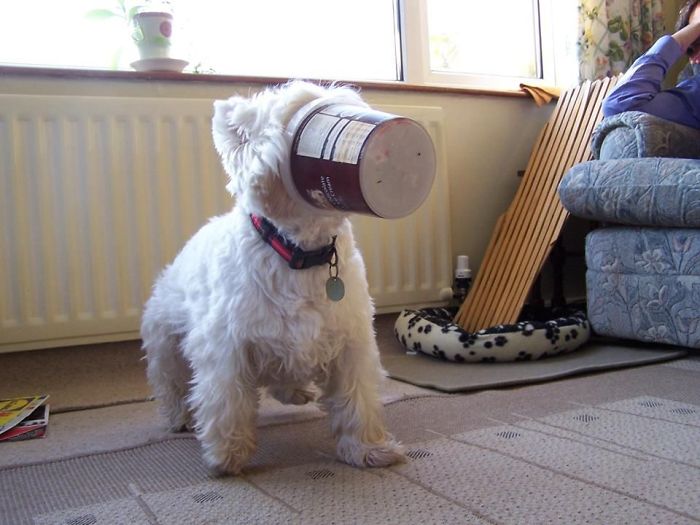 39 Poor Animals Who Ran Out Of Luck And Got Stuck While Eating