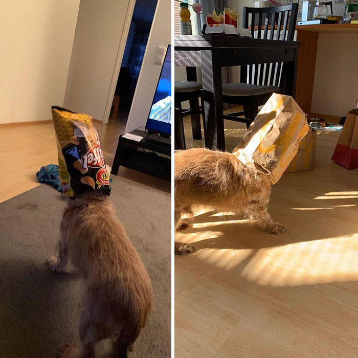 39 Poor Animals Who Ran Out Of Luck And Got Stuck While Eating