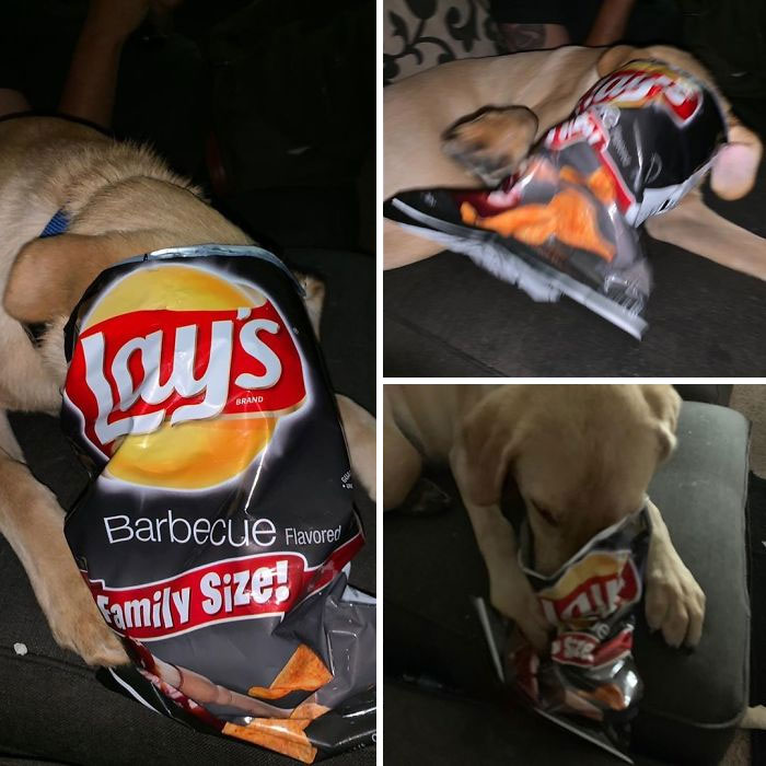 39 Poor Animals Who Ran Out Of Luck And Got Stuck While Eating