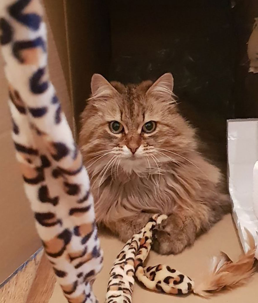 Owner Finds A Paper Collar Attached To Her Cat’s Neck After She Returns Home From Toby Carvery Owner Finds A Paper Collar Attached To Her Cat’s Neck After She Returns Home From Toby Carvery