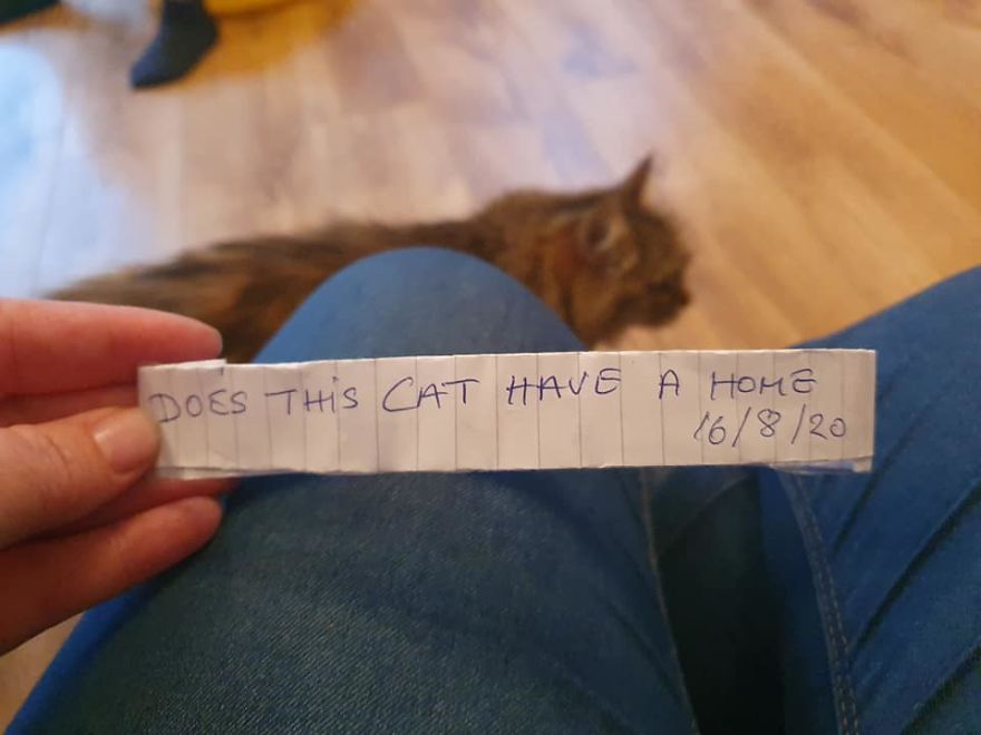 Owner Finds A Paper Collar Attached To Her Cat’s Neck After She Returns Home From Toby Carvery Owner Finds A Paper Collar Attached To Her Cat’s Neck After She Returns Home From Toby Carvery