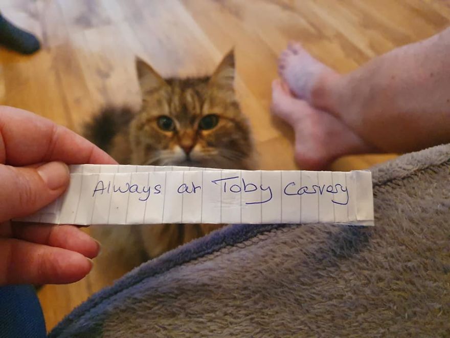 Owner Finds A Paper Collar Attached To Her Cat’s Neck After She Returns Home From Toby Carvery Owner Finds A Paper Collar Attached To Her Cat’s Neck After She Returns Home From Toby Carvery