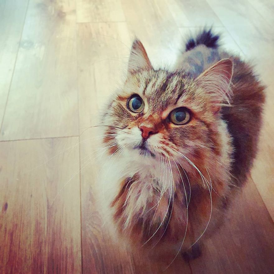 Owner Finds A Paper Collar Attached To Her Cat’s Neck After She Returns Home From Toby Carvery Owner Finds A Paper Collar Attached To Her Cat’s Neck After She Returns Home From Toby Carvery