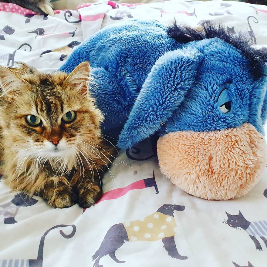 Owner Finds A Paper Collar Attached To Her Cat’s Neck After She Returns Home From Toby Carvery Owner Finds A Paper Collar Attached To Her Cat’s Neck After She Returns Home From Toby Carvery