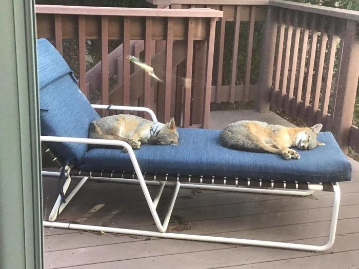 26 People Who Found Foxes In Their Houses And Shared Pics Online 26 People Who Found Foxes In Their Houses And Shared Pics Online