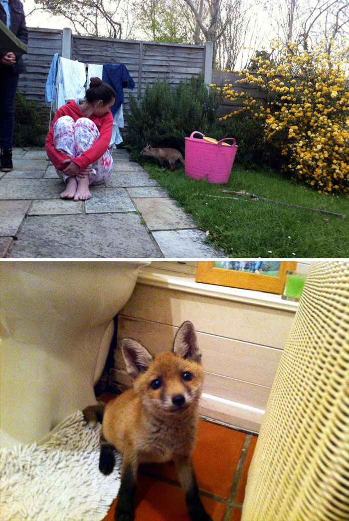 26 People Who Found Foxes In Their Houses And Shared Pics Online 26 People Who Found Foxes In Their Houses And Shared Pics Online