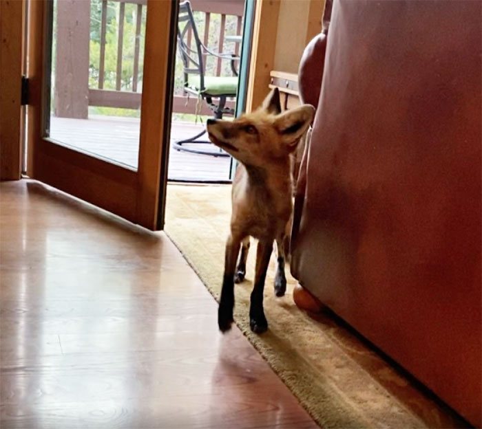 26 People Who Found Foxes In Their Houses And Shared Pics Online 26 People Who Found Foxes In Their Houses And Shared Pics Online