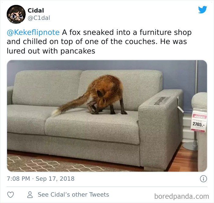 26 People Who Found Foxes In Their Houses And Shared Pics Online 26 People Who Found Foxes In Their Houses And Shared Pics Online