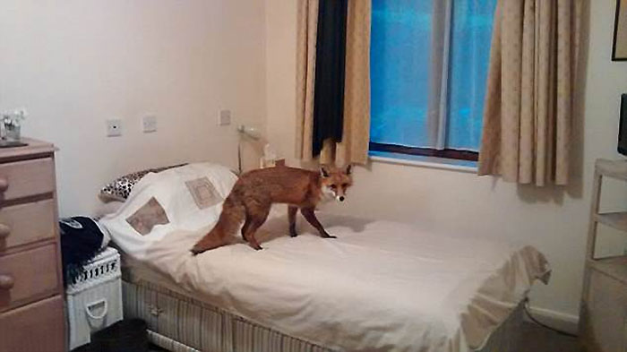 26 People Who Found Foxes In Their Houses And Shared Pics Online 26 People Who Found Foxes In Their Houses And Shared Pics Online