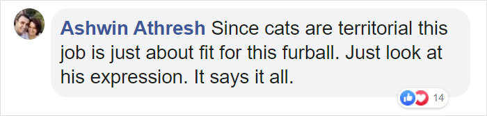 Cat Hangs Around A Hospital For A Year, Ends Up Getting Hired As A Security Cat Cat Hangs Around A Hospital For A Year, Ends Up Getting Hired As A Security Cat