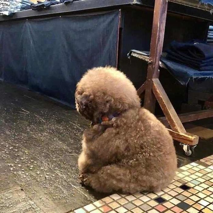 Fluffy Poodle Is Going Viral For Its Human-Like Expressions Fluffy Poodle Is Going Viral For Its Human-Like Expressions