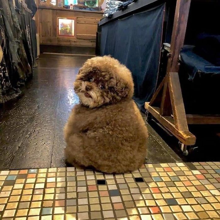 Fluffy Poodle Is Going Viral For Its Human-Like Expressions Fluffy Poodle Is Going Viral For Its Human-Like Expressions