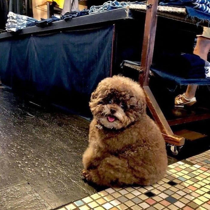 Fluffy Poodle Is Going Viral For Its Human-Like Expressions Fluffy Poodle Is Going Viral For Its Human-Like Expressions