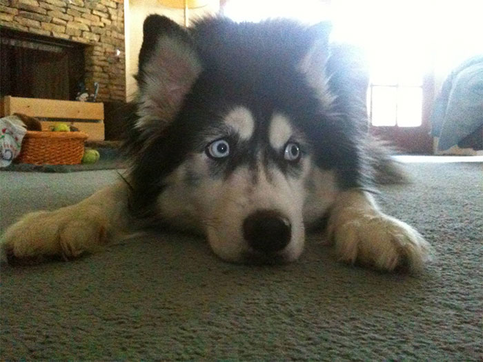 People Are Sharing Things Pets Accidentally Conditioned Them To Do (30 Answers) People Are Sharing Things Pets Accidentally Conditioned Them To Do (30 Answers)