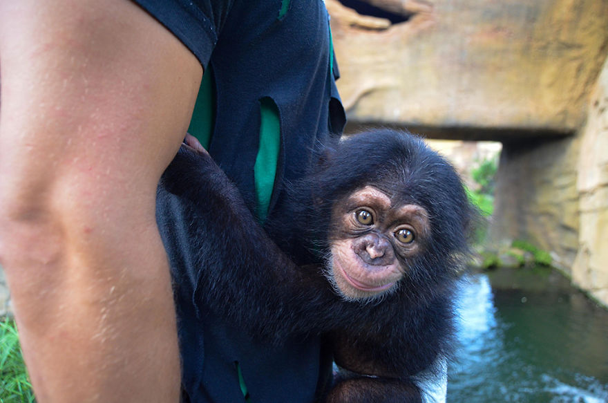 Baby Chimp Cuddles With A Plush Monkey After Being Rejected By His Mother, Finds A New Family Baby Chimp Cuddles With A Plush Monkey After Being Rejected By His Mother, Finds A New Family