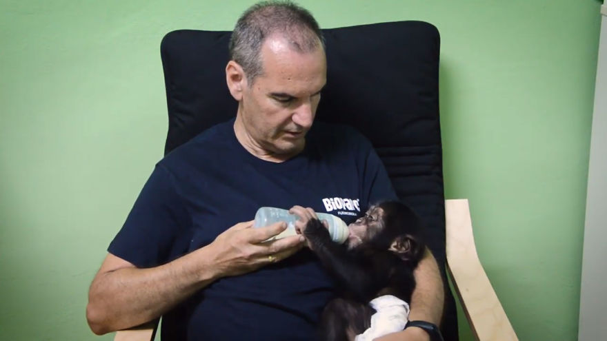 Baby Chimp Cuddles With A Plush Monkey After Being Rejected By His Mother, Finds A New Family Baby Chimp Cuddles With A Plush Monkey After Being Rejected By His Mother, Finds A New Family