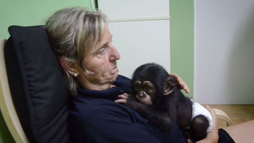 Baby Chimp Cuddles With A Plush Monkey After Being Rejected By His Mother, Finds A New Family Baby Chimp Cuddles With A Plush Monkey After Being Rejected By His Mother, Finds A New Family