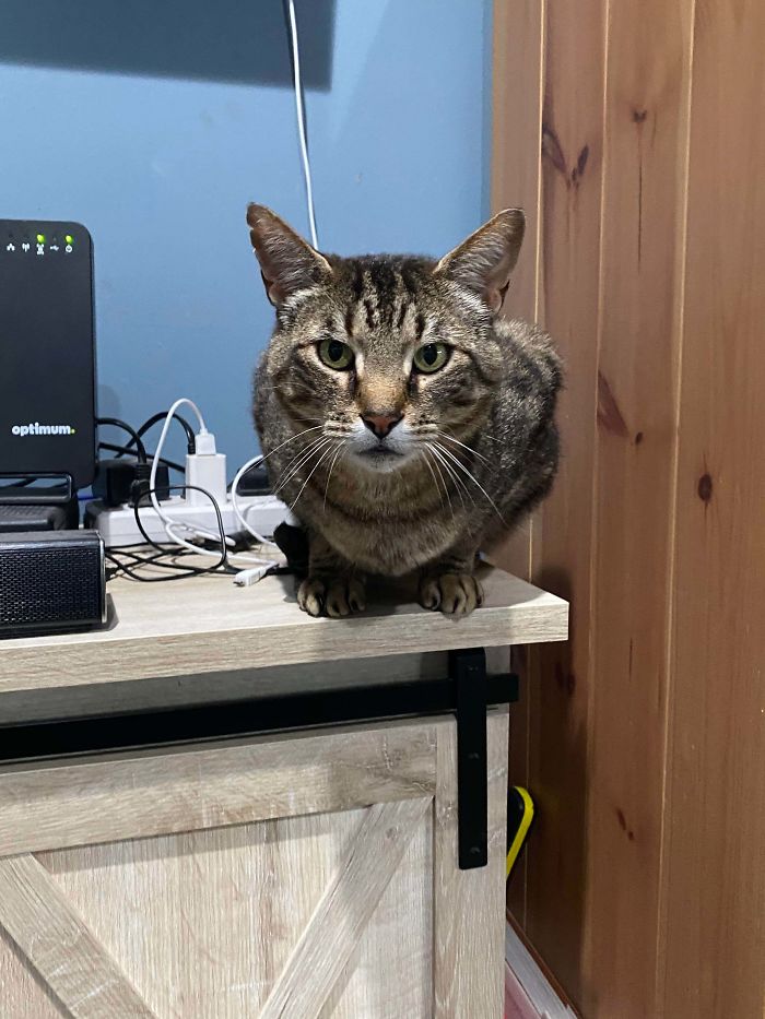 26 Stories Of Owners Finding Missing Cats Years After They Disappeared 26 Stories Of Owners Finding Missing Cats Years After They Disappeared