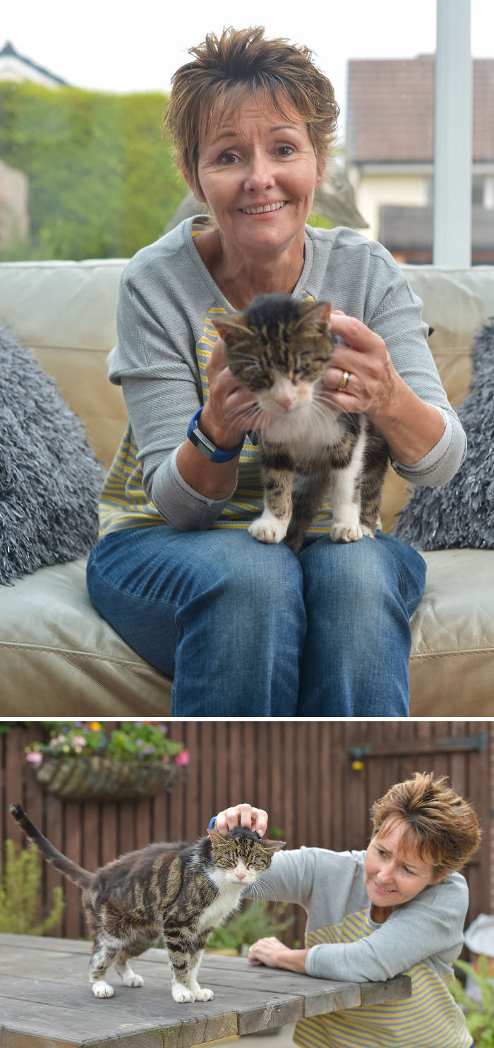 26 Stories Of Owners Finding Missing Cats Years After They Disappeared 26 Stories Of Owners Finding Missing Cats Years After They Disappeared