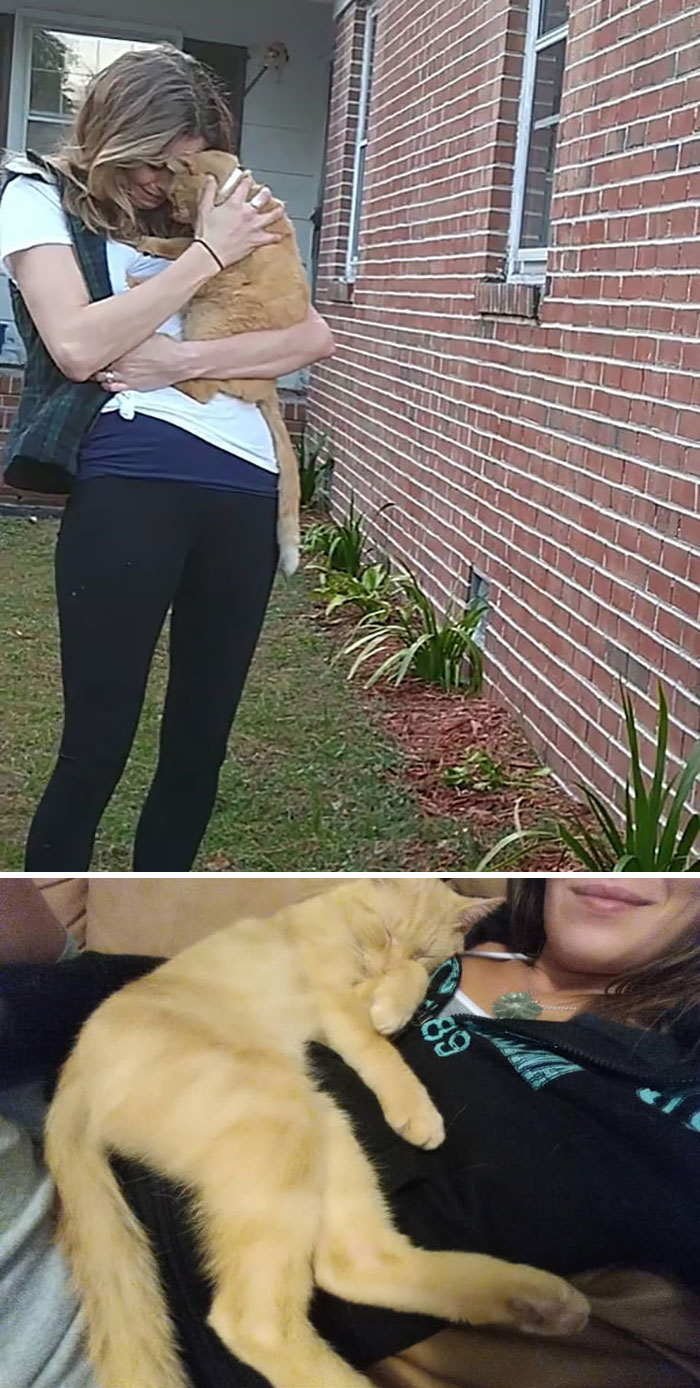 26 Stories Of Owners Finding Missing Cats Years After They Disappeared 26 Stories Of Owners Finding Missing Cats Years After They Disappeared
