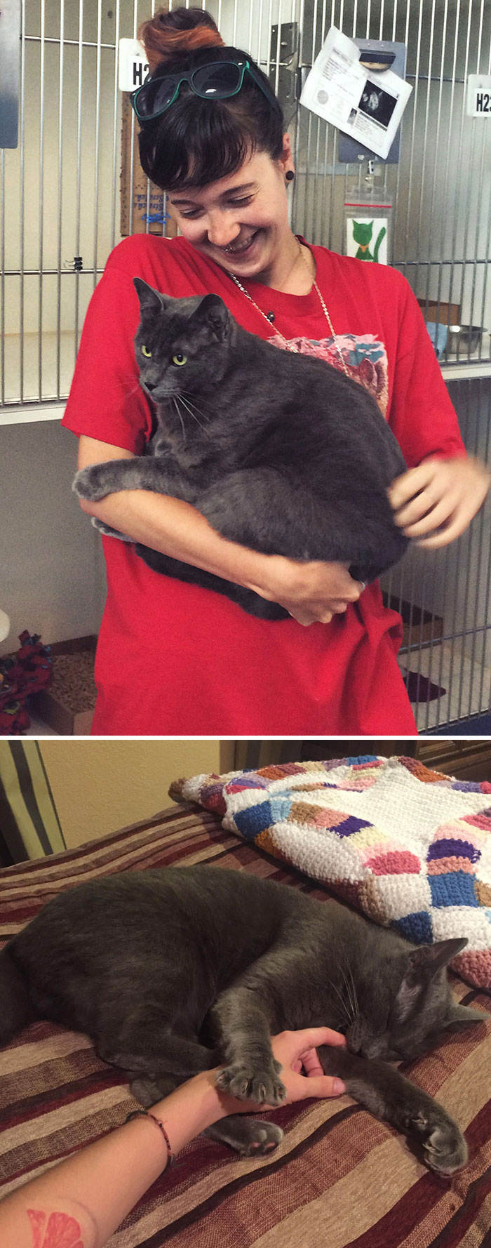 26 Stories Of Owners Finding Missing Cats Years After They Disappeared 26 Stories Of Owners Finding Missing Cats Years After They Disappeared