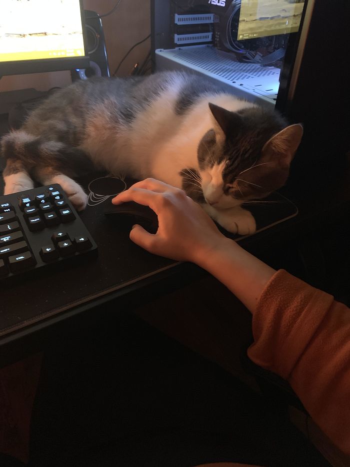 26 Stories Of Owners Finding Missing Cats Years After They Disappeared 26 Stories Of Owners Finding Missing Cats Years After They Disappeared