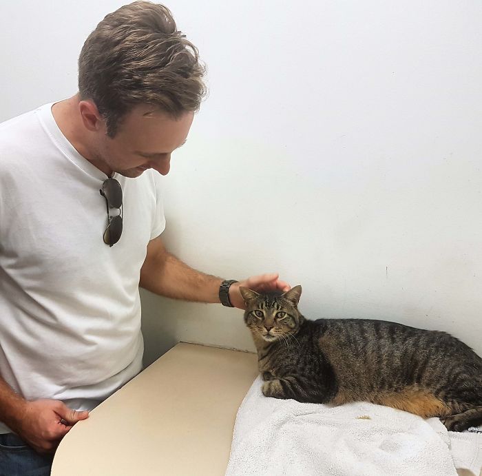 26 Stories Of Owners Finding Missing Cats Years After They Disappeared 26 Stories Of Owners Finding Missing Cats Years After They Disappeared