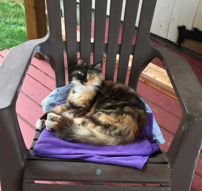 26 Stories Of Owners Finding Missing Cats Years After They Disappeared 26 Stories Of Owners Finding Missing Cats Years After They Disappeared