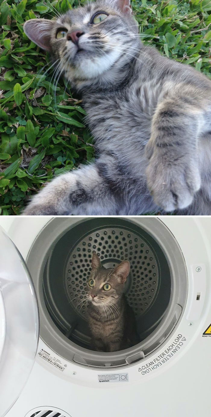 26 Stories Of Owners Finding Missing Cats Years After They Disappeared 26 Stories Of Owners Finding Missing Cats Years After They Disappeared