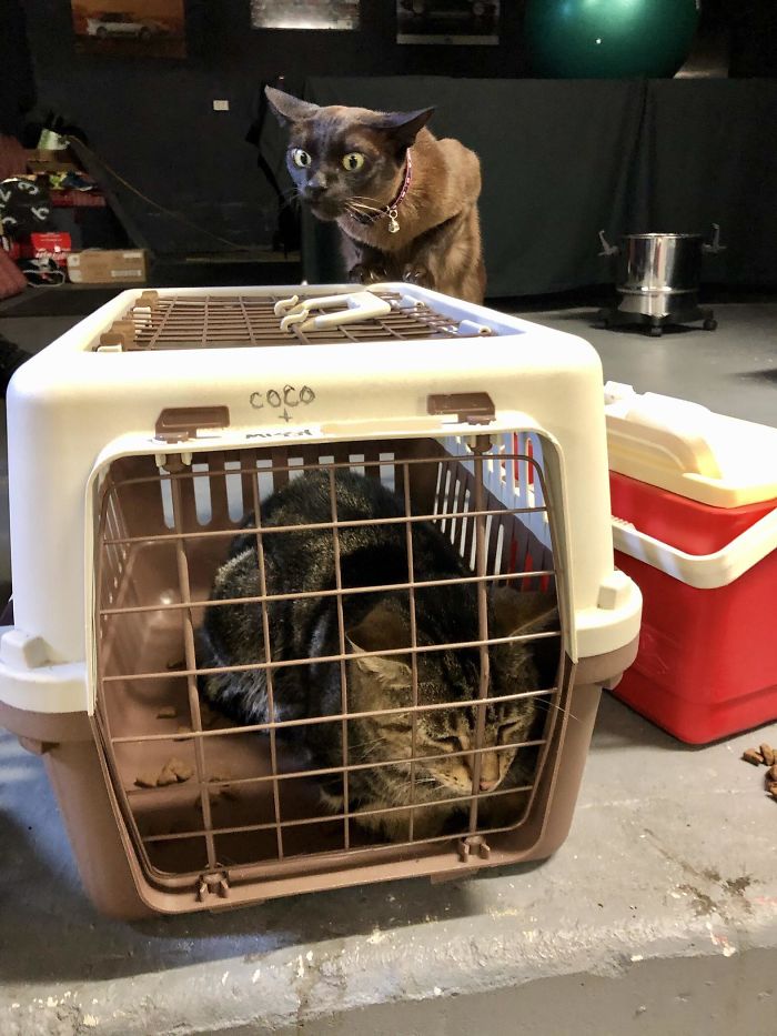 26 Stories Of Owners Finding Missing Cats Years After They Disappeared 26 Stories Of Owners Finding Missing Cats Years After They Disappeared