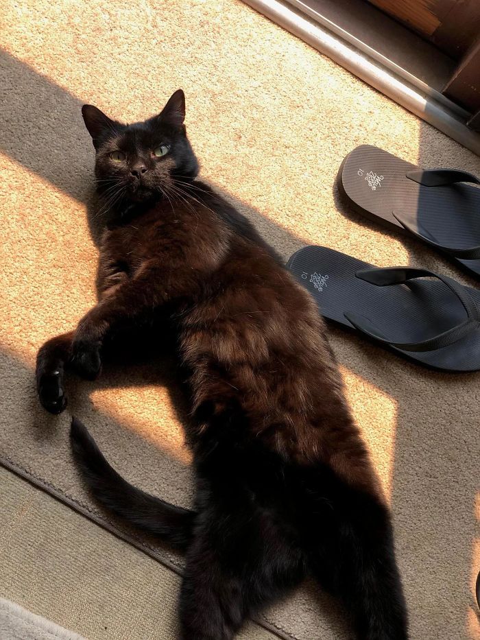 26 Stories Of Owners Finding Missing Cats Years After They Disappeared 26 Stories Of Owners Finding Missing Cats Years After They Disappeared