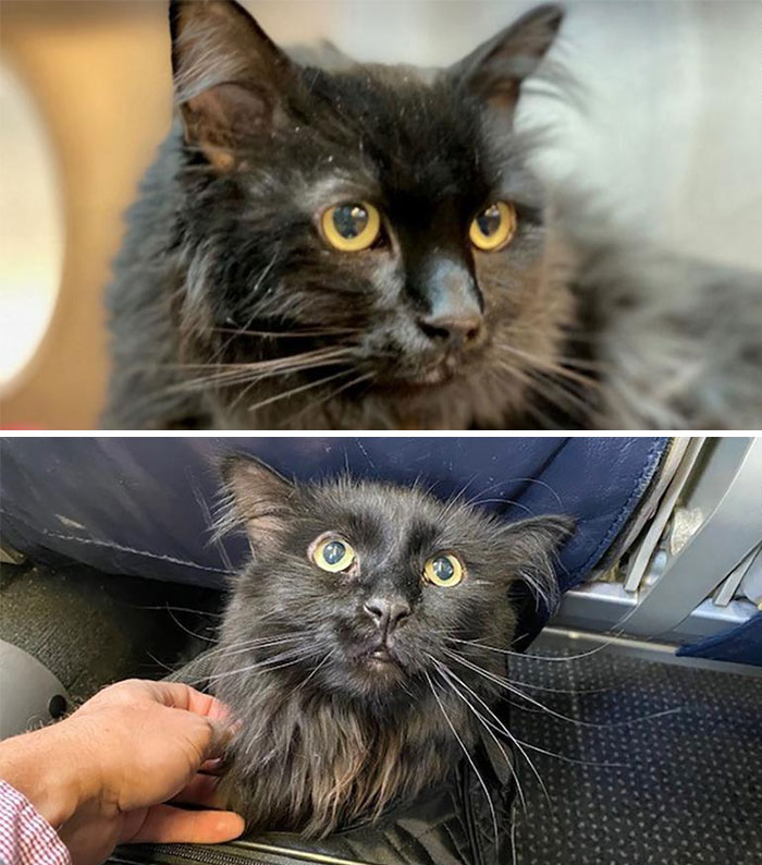 26 Stories Of Owners Finding Missing Cats Years After They Disappeared 26 Stories Of Owners Finding Missing Cats Years After They Disappeared