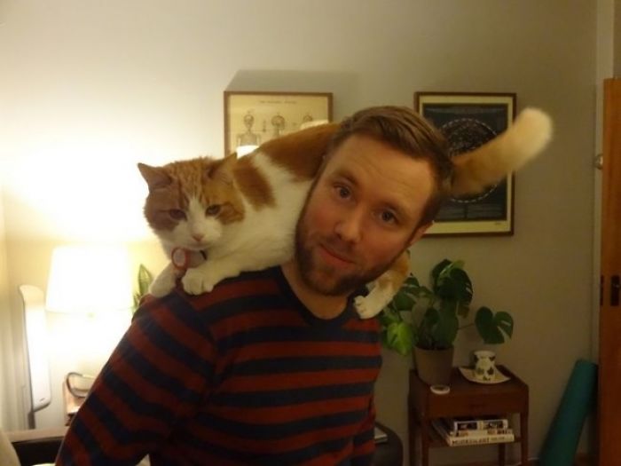 26 Stories Of Owners Finding Missing Cats Years After They Disappeared 26 Stories Of Owners Finding Missing Cats Years After They Disappeared