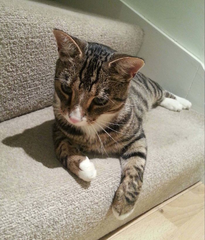 26 Stories Of Owners Finding Missing Cats Years After They Disappeared 26 Stories Of Owners Finding Missing Cats Years After They Disappeared